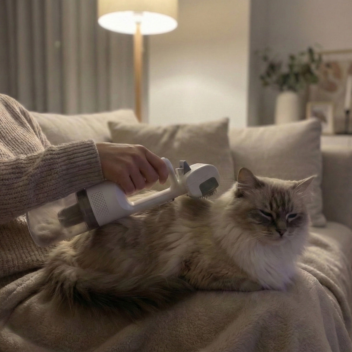Person entfernt Tierhaare mit kabellosem Handstaubsauger von Katze auf Sofa, sorgt für hygienische und gründliche Reinigung im Wohnbereich.